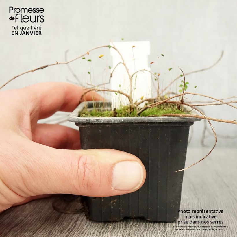 Fuchsia procumbens 8/9 cm pot sample as delivered in winter