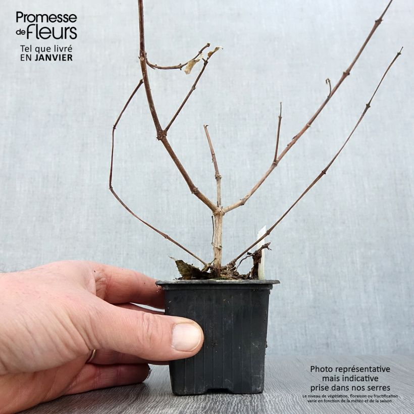 Fuchsia R.A.F 8/9 cm pot sample as delivered in winter