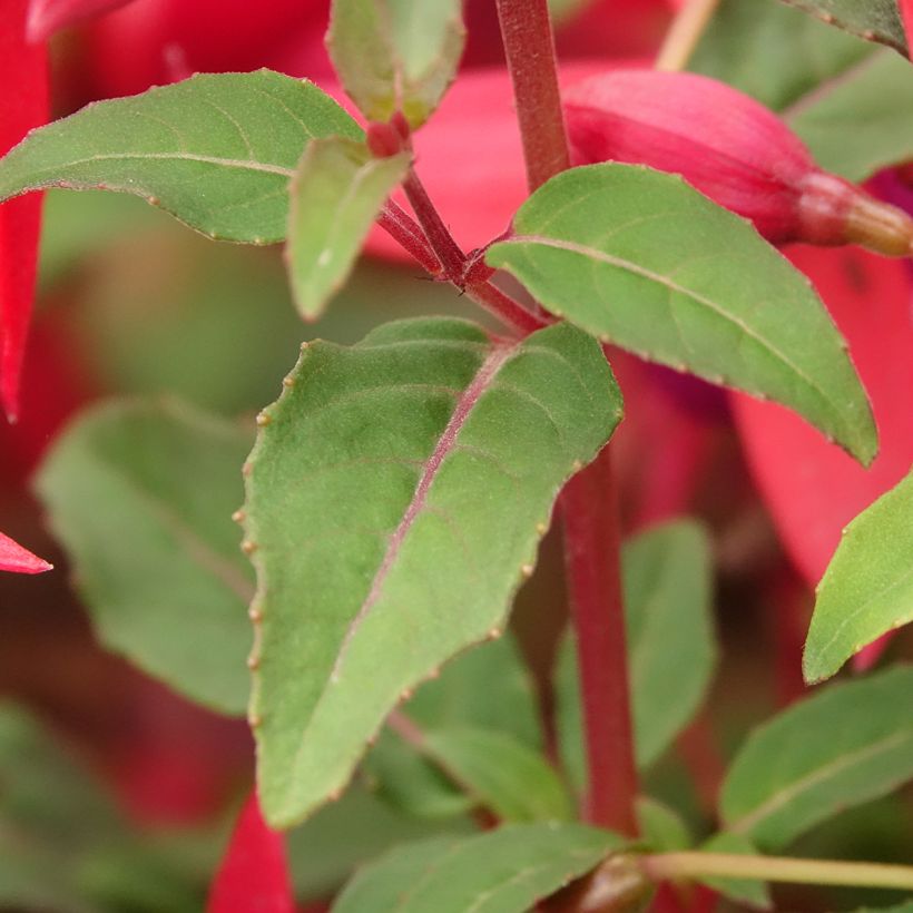 Fuchsia x regia Regal (Foliage)