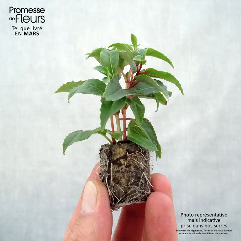 Fuchsia Bicentennial - Trailing Fuchsia Plug plant 3/4cm sample as delivered in spring
