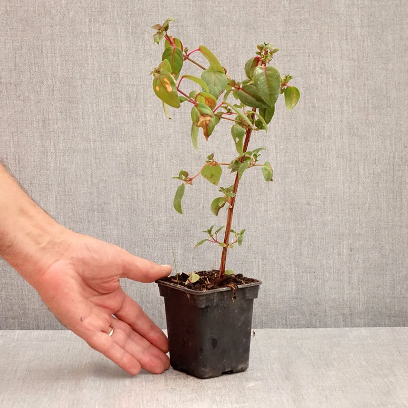 Fuchsia Dark Eyes 7/8 cm pot sample as delivered in autumn