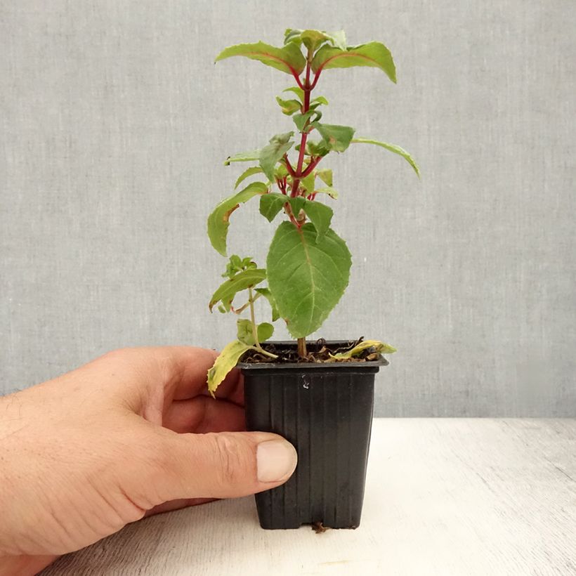 Fuchsia Royal Mosaic 7/8 cm pot sample as delivered in summer