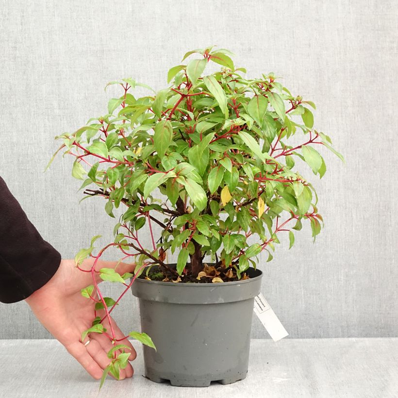 Fuchsia x hybrida Charming 3L/4L pot sample as delivered in autumn