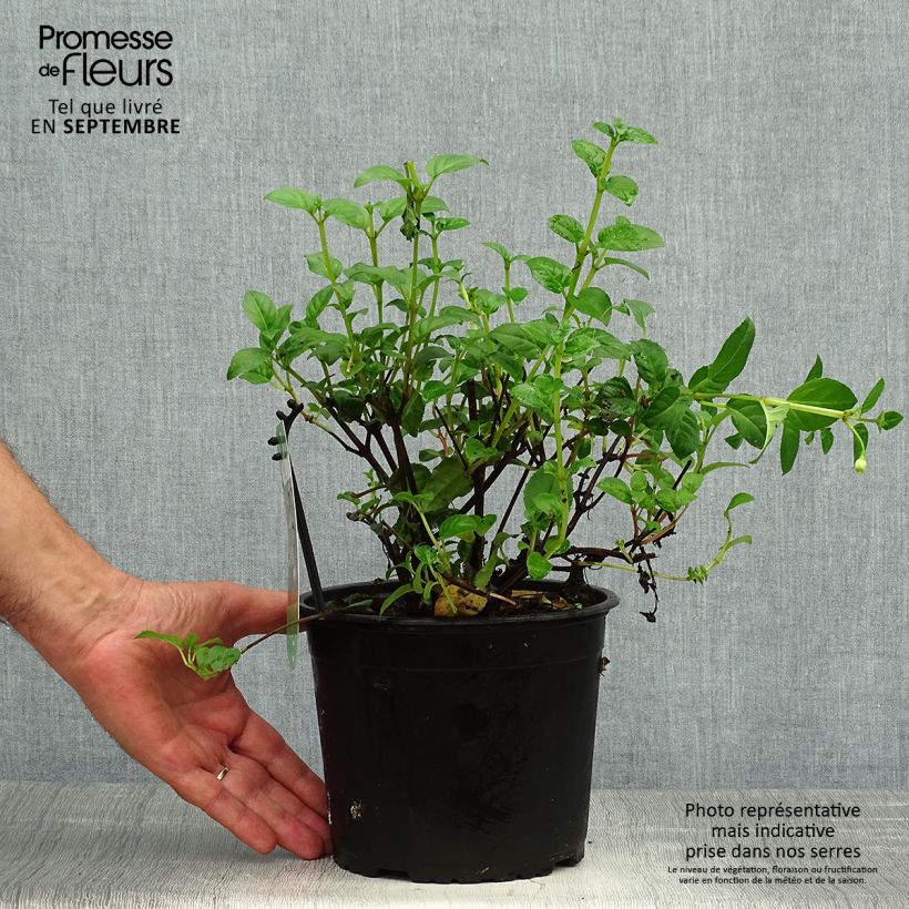 Fuchsia Constance 2L/3L pot sample as delivered in autumn