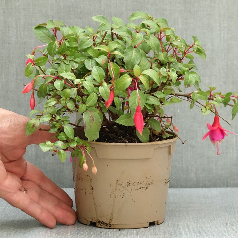 Fuchsia Display 12cm pot sample as delivered in summer