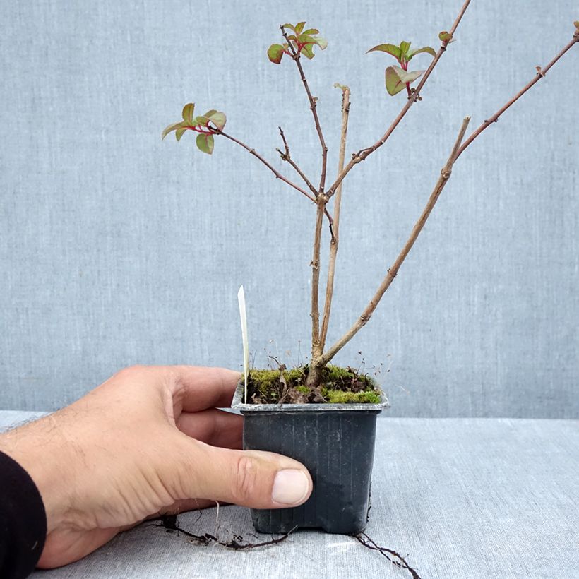 Fuchsia Douce France 8/9 cm pot sample as delivered in autumn