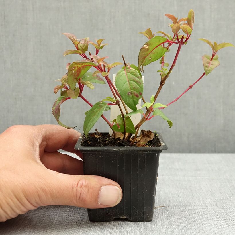 Fuchsia Douce France 8/9 cm pot sample as delivered in spring