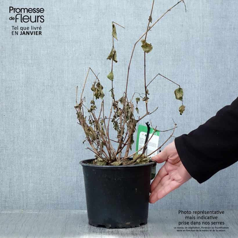 Fuchsia Margaret 2L/3L pot sample as delivered in winter