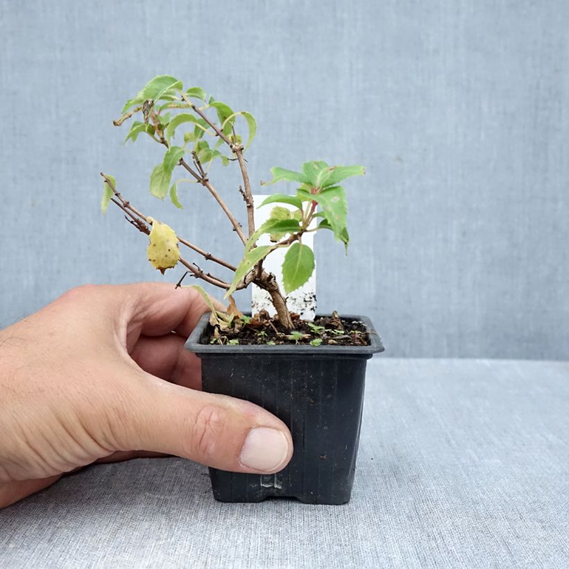 Fuchsia Margaret Thatcher 8/9 cm pot sample as delivered in autumn