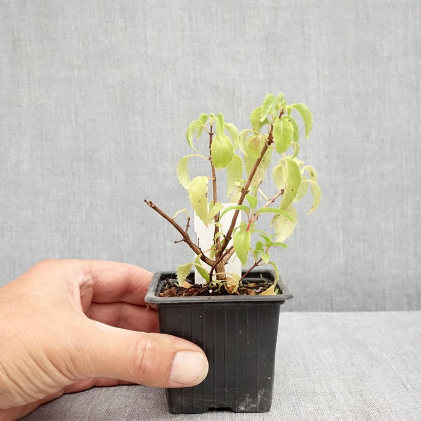 Fuchsia Margaret Thatcher 8/9 cm pot sample as delivered in summer