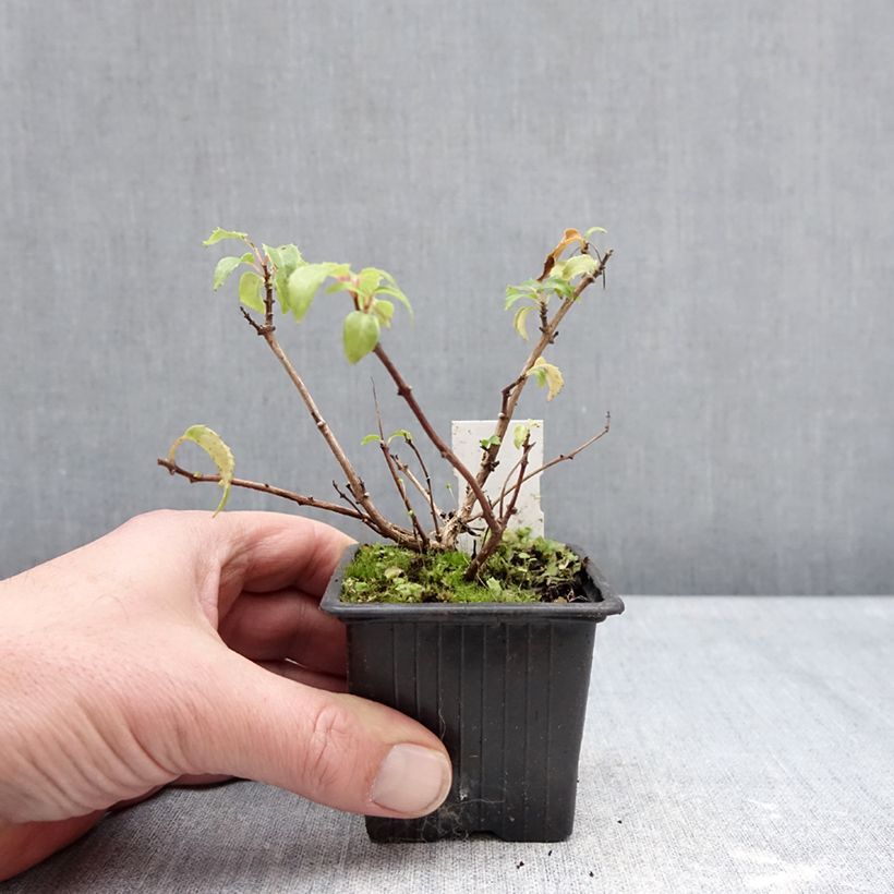 Fuchsia Margaret Thatcher 8/9 cm pot sample as delivered in winter