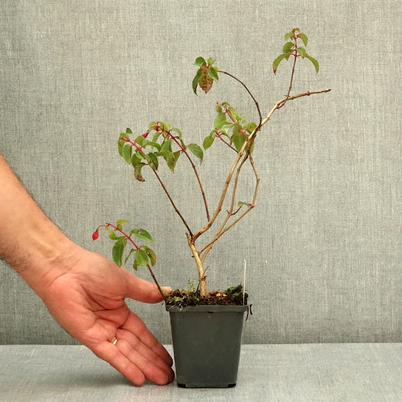 Fuchsia rustique Mrs Popple Godet de 8/9 cm sample as delivered in summer