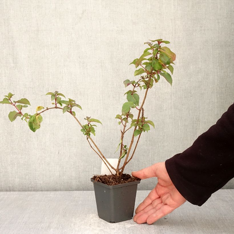 Fuchsia Mrs Popple 8/9 cm pot sample as delivered in spring