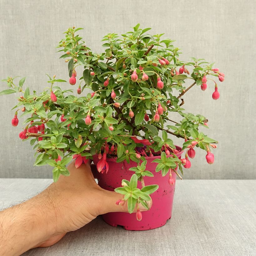 Fuchsia venusta Tom Thumb 12cm pot sample as delivered in summer