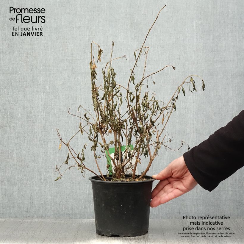 Fuchsia Whiteknights Pearl 2L/3L pot sample as delivered in winter