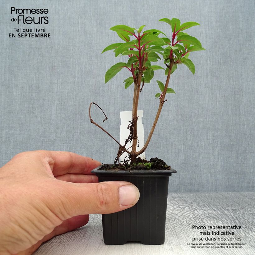 Fuchsia Winston Churchill 8/9 cm pot sample as delivered in autumn