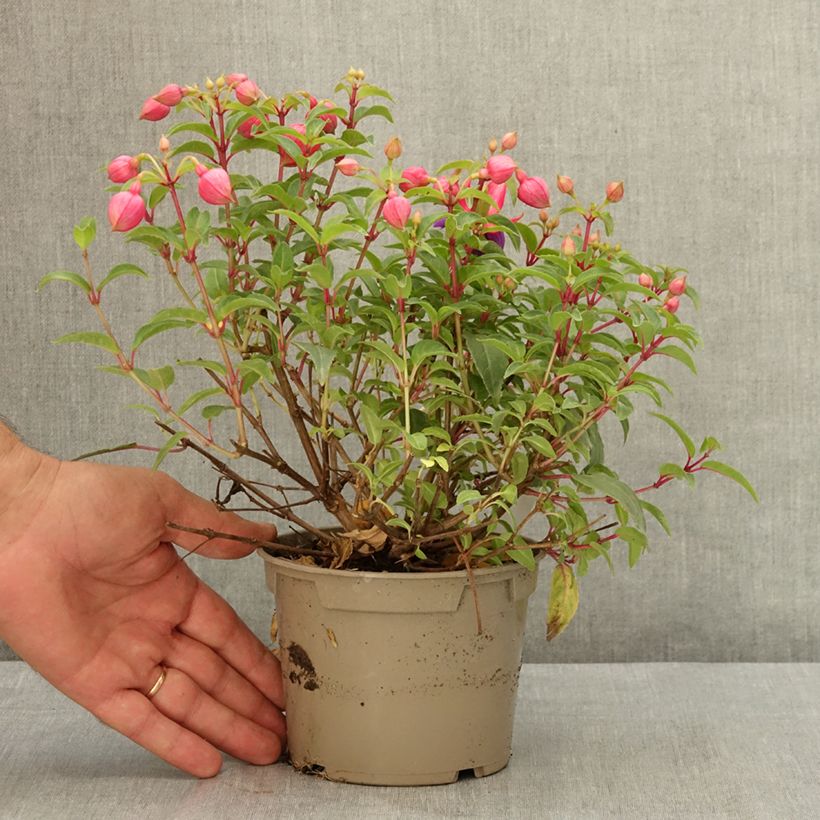 Fuchsia Winston Churchill 12cm pot sample as delivered in summer