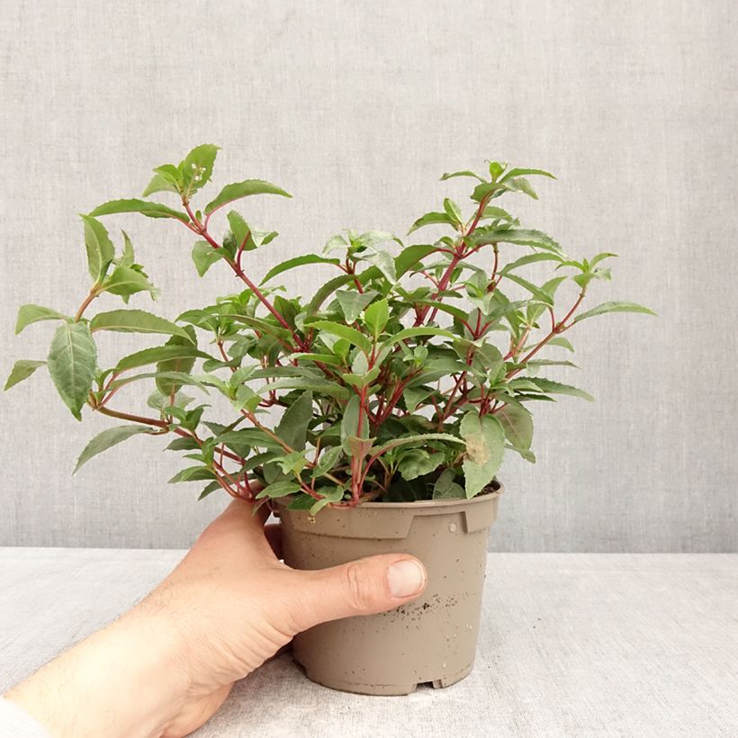 Fuchsia Winston Churchill 12cm pot sample as delivered in spring