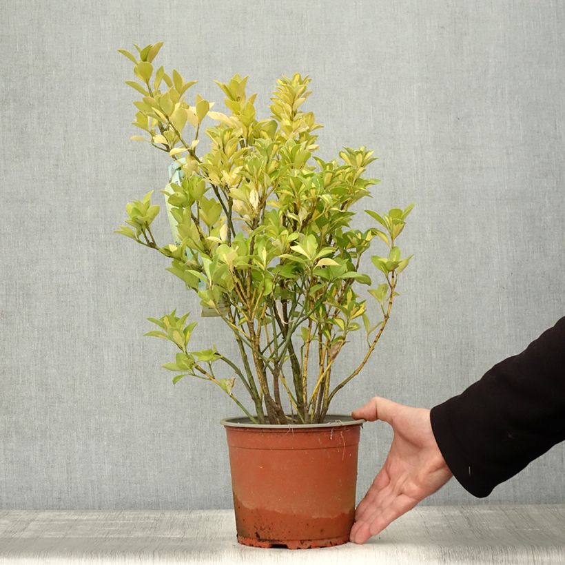 Euonymus japonicus Duc d'Anjou 3L/4L pot sample as delivered in autumn