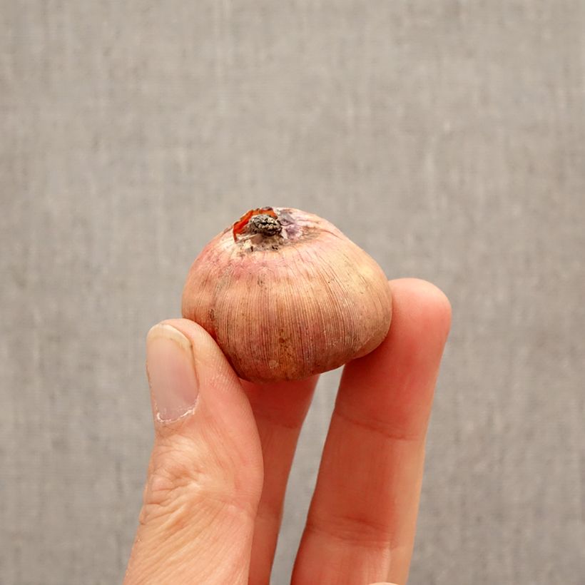 Gladiolus Camborne - Sword Lily Bulb size 12+ sample as delivered in spring