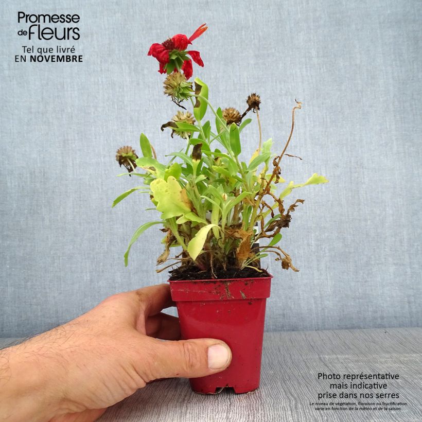 Gaillardia Arizona Red Shades 8/9 cm pot sample as delivered in autumn