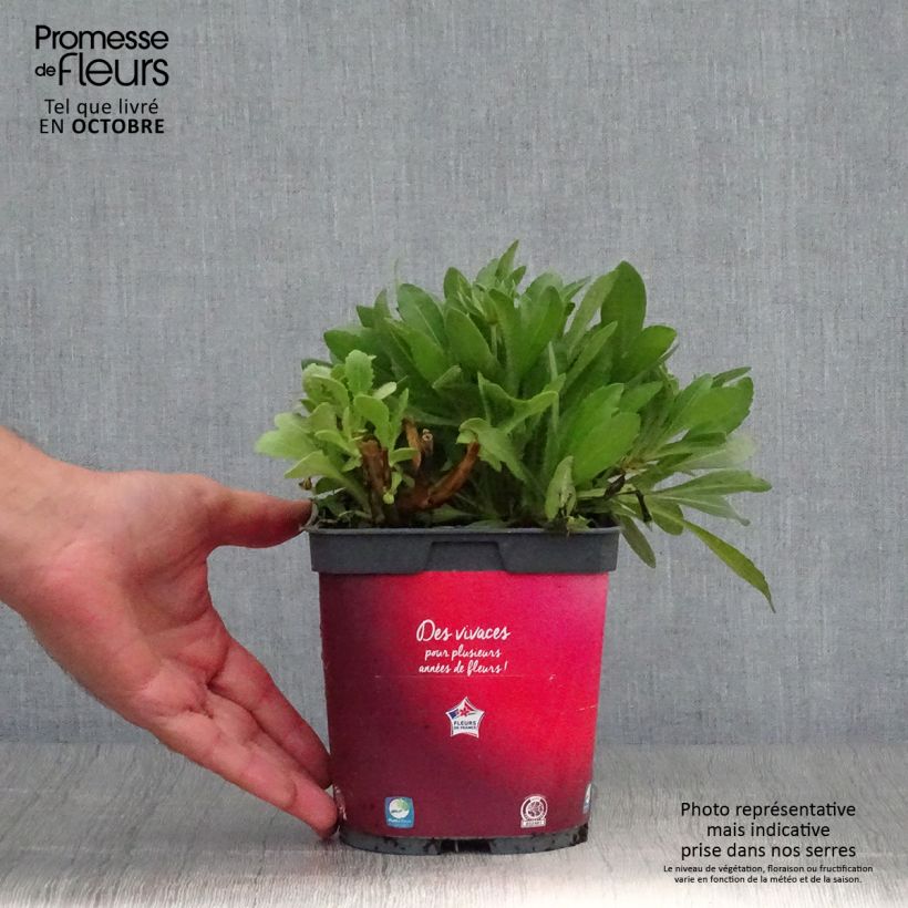 Gaillardia Arizona Red Shades 2L/3L pot sample as delivered in autumn