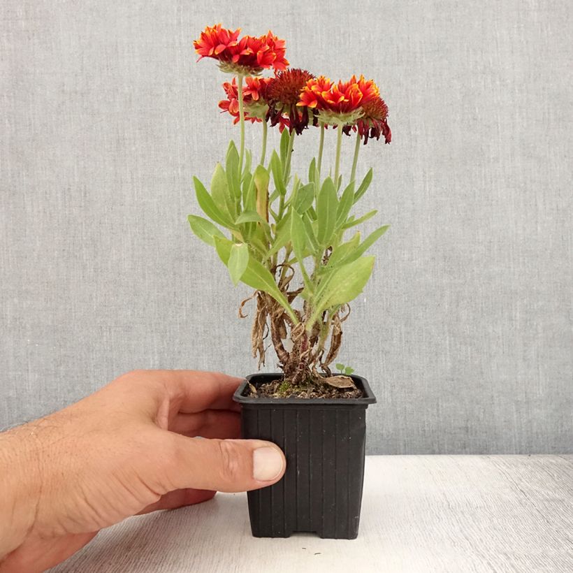 Gaillardia Fanfare Blaze 8/9 cm pot sample as delivered in summer