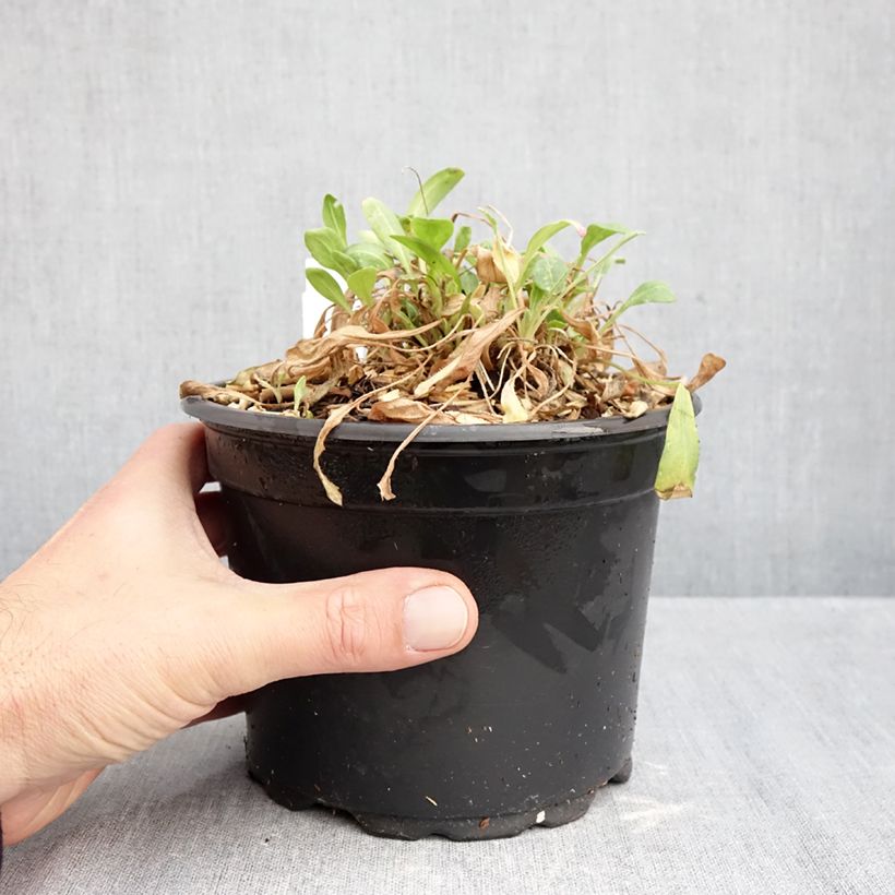 Gaillardia grandiflora Kobold 2L/3L pot sample as delivered in autumn