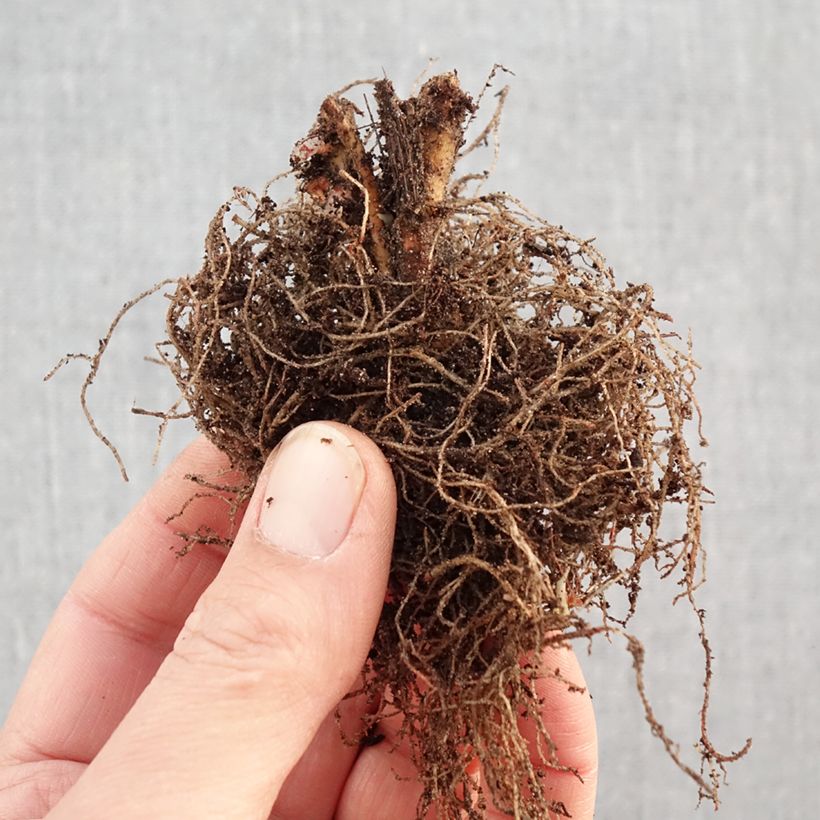 Gaillardia grandiflora Kobold Bare root sample as delivered in winter