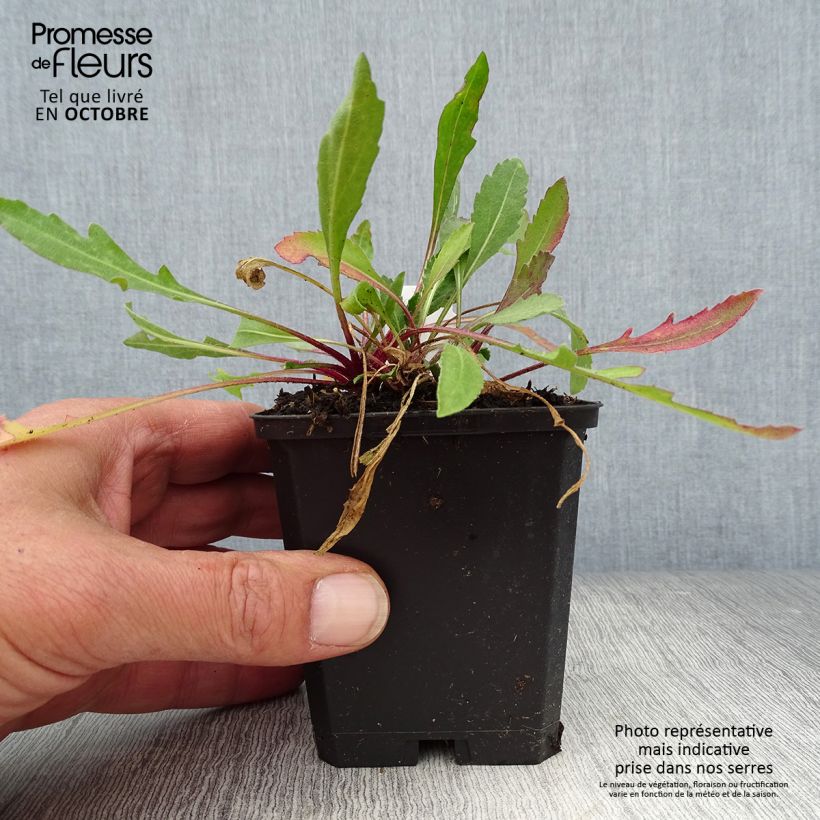 Gaillardia grandiflora Tokayer 8/9 cm pot sample as delivered in autumn