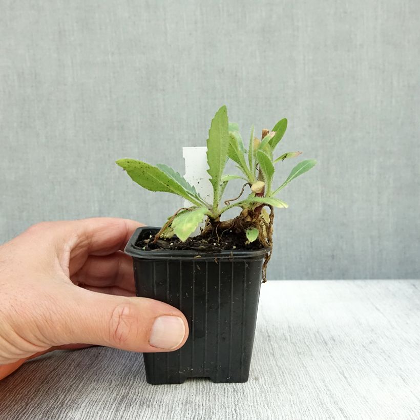 Gaillardia grandiflora Fanfare 8/9 cm pot sample as delivered in autumn