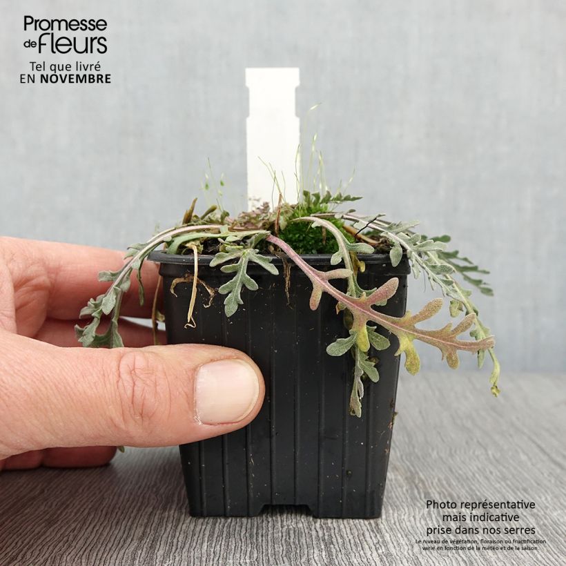 Gaillardia pinnatifida 8/9 cm pot sample as delivered in autumn