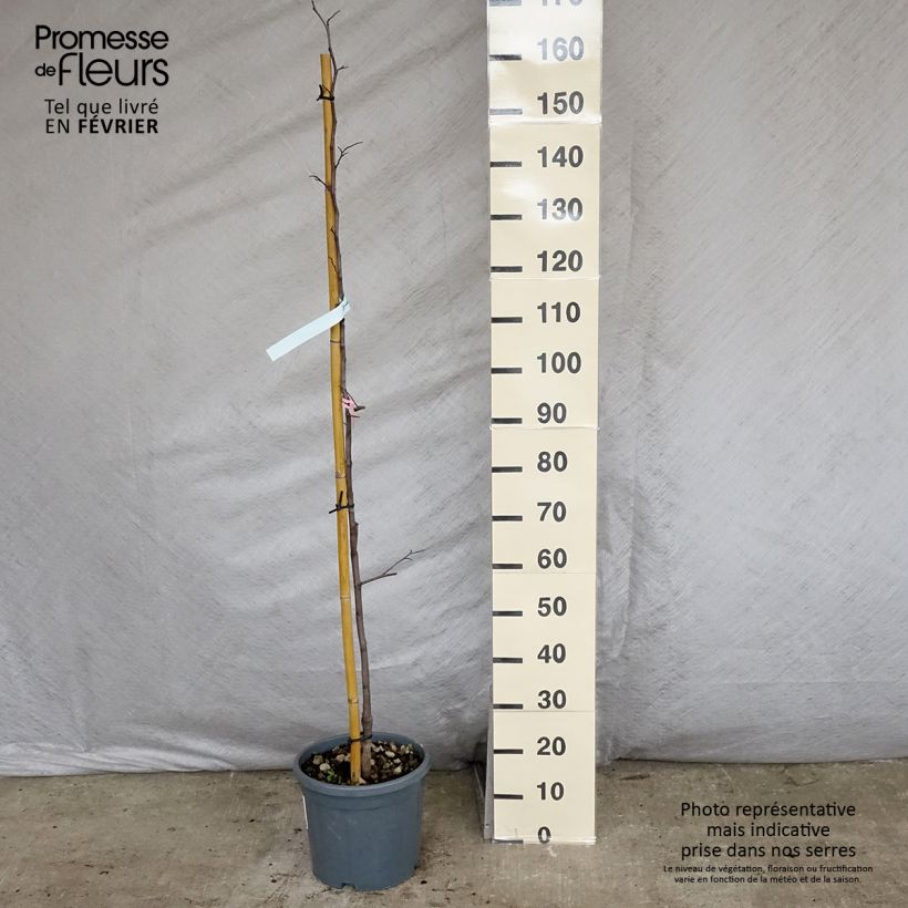 Cercis canadensis Cascading Hearts - Eastern Redbud 7.5L/10L pot sample as delivered in winter