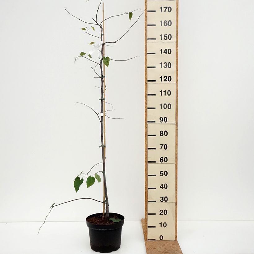 Cercis canadensis Cascading Hearts - Eastern Redbud 7.5L/10L pot sample as delivered in autumn
