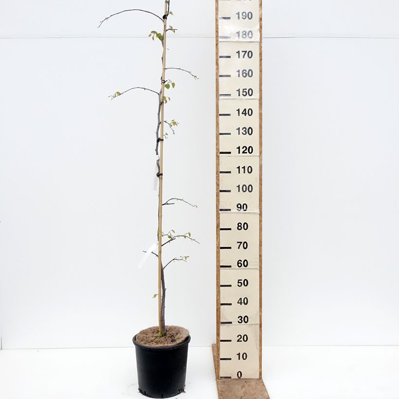 Cercis canadensis Cascading Hearts - Eastern Redbud 7.5L/10L pot sample as delivered in spring