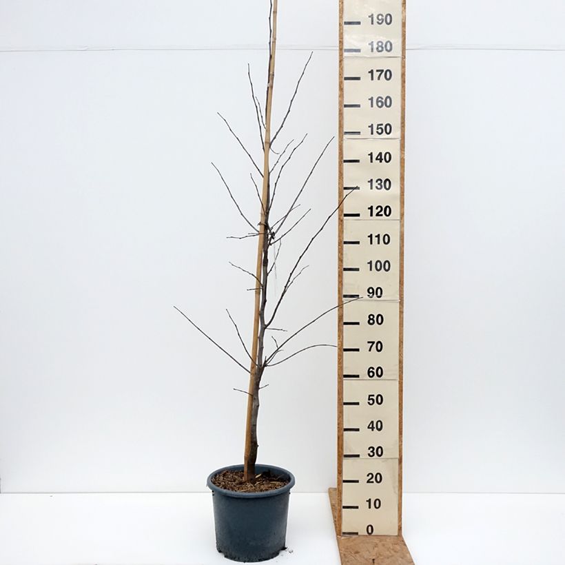 Cercis canadensis Royal White - Eastern Redbud 7.5L/10L pot sample as delivered in autumn