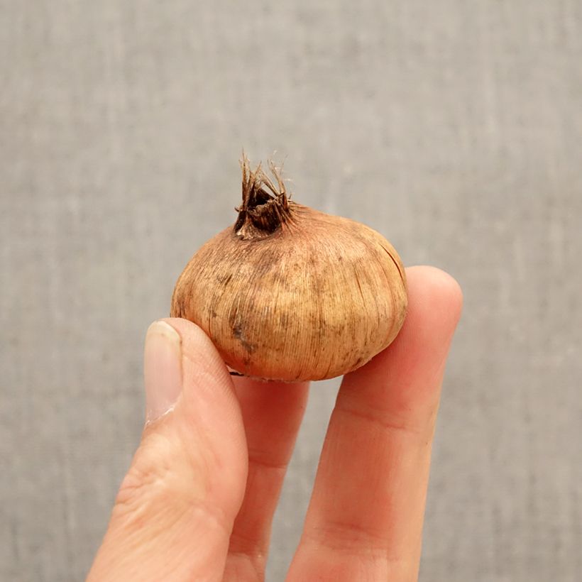 Gladiolus grandiflorus Tricolore - Sword Lily Bulb size 12/14 sample as delivered in spring