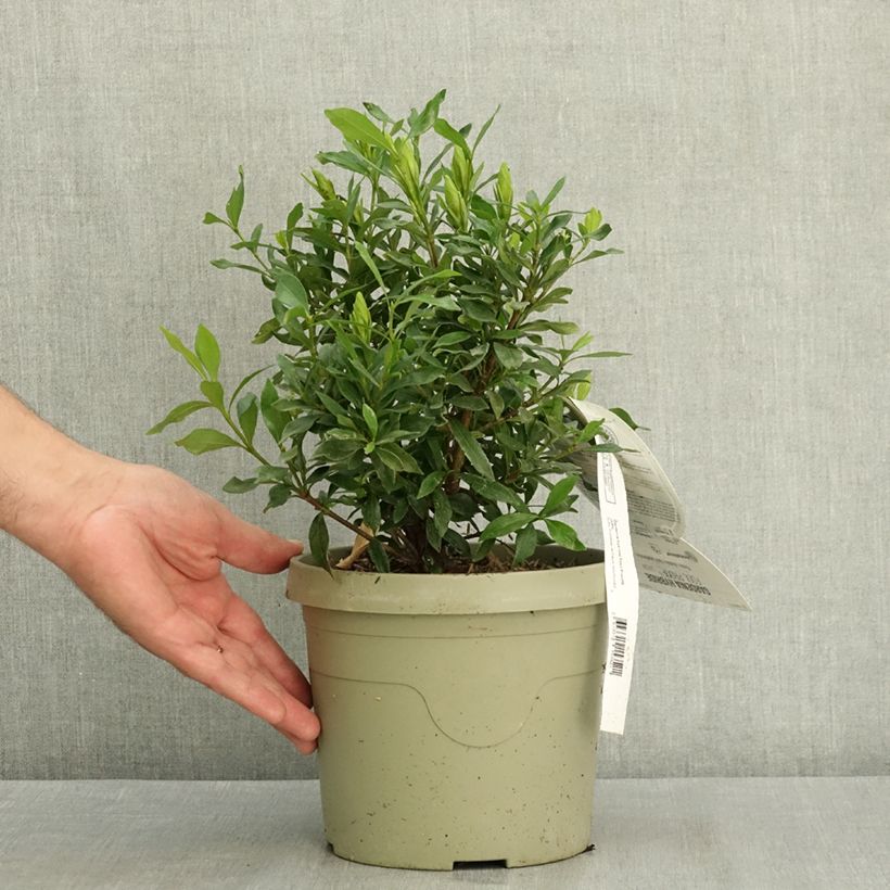 Gardenia jasminoides Fool Proof® 3L/4L pot sample as delivered in summer