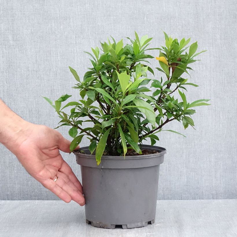 Gardenia jasminoides Celestial Star 3L/4L pot sample as delivered in summer