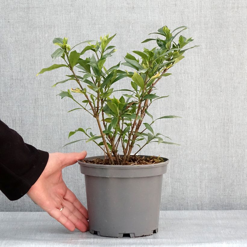 Gardenia jasminoides Celestial Star 3L/4L pot sample as delivered in winter