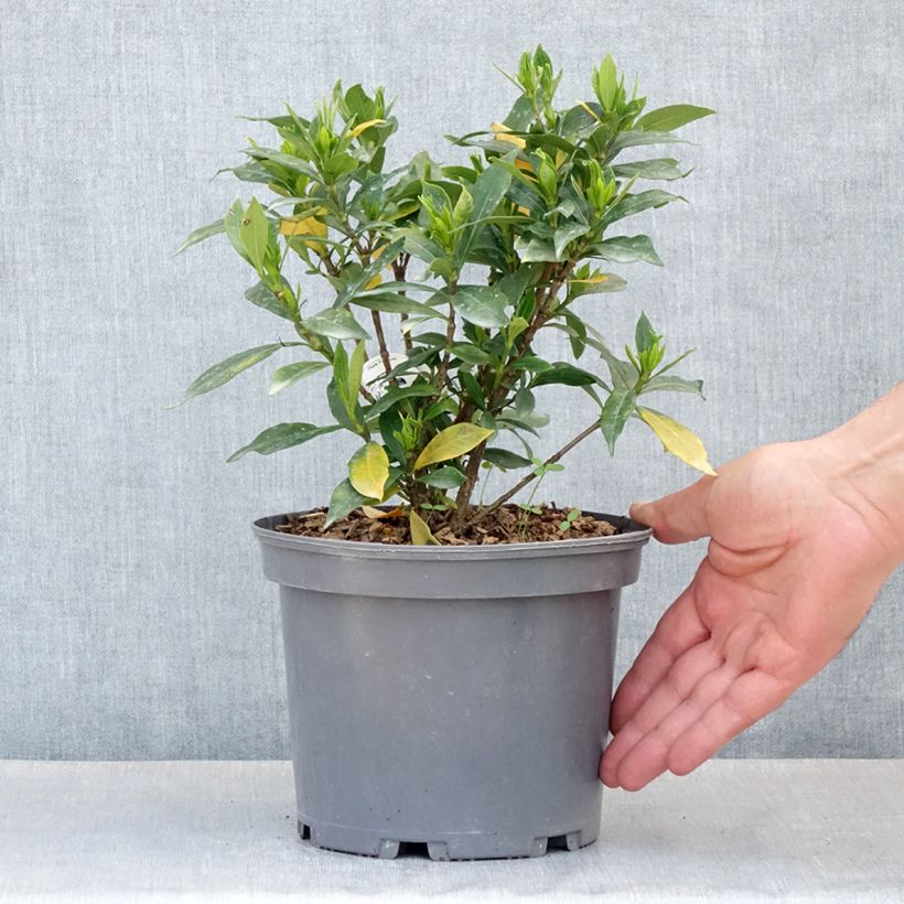 Gardenia jasminoides Celestial Star 3L/4L pot sample as delivered in spring