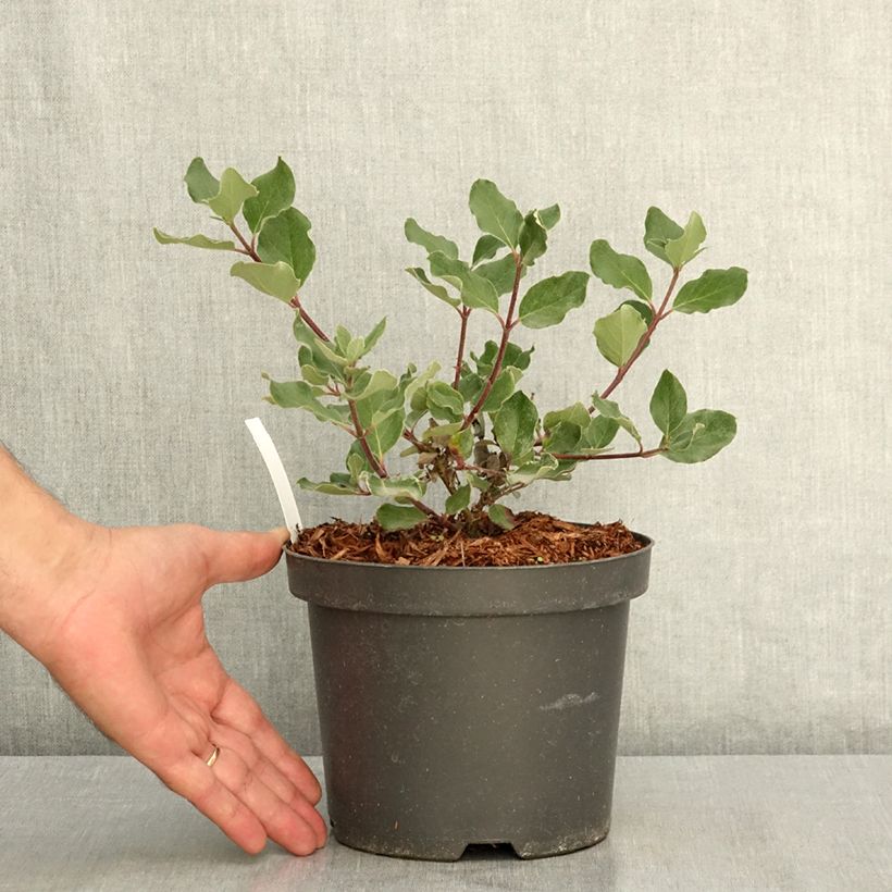 Garrya elliptica James Roof 2L/3L pot sample as delivered in summer