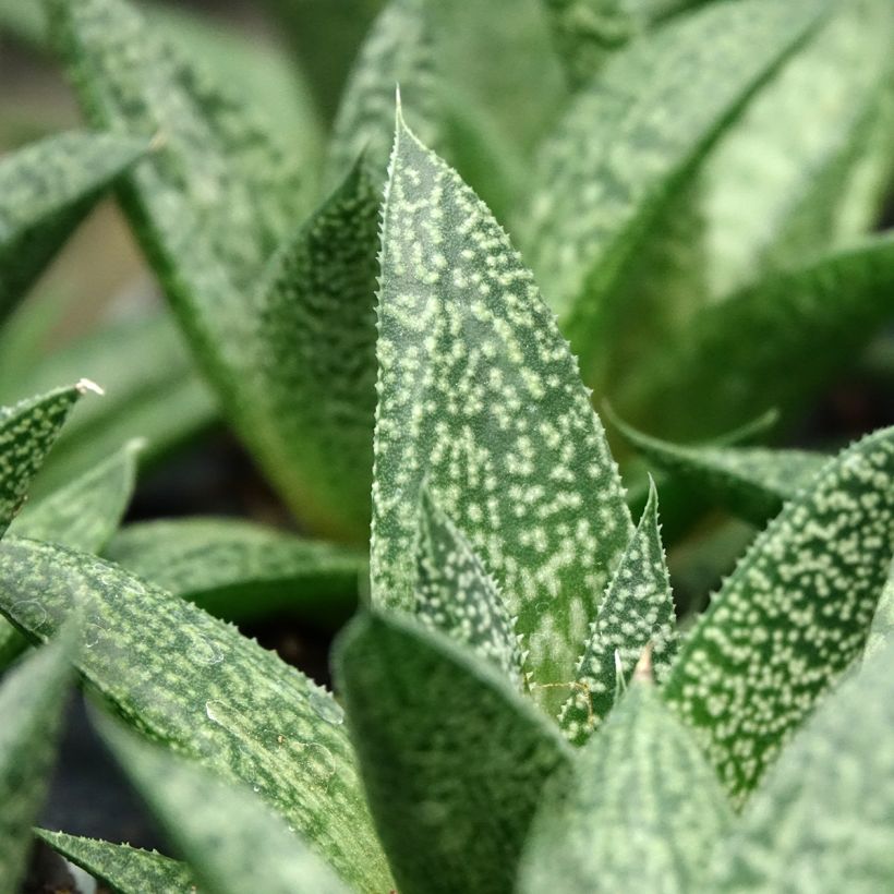 ×Gasteraloe (Aloe aristata × Gasteria carinata var. verrucosa) 'D. Delta' (Foliage)