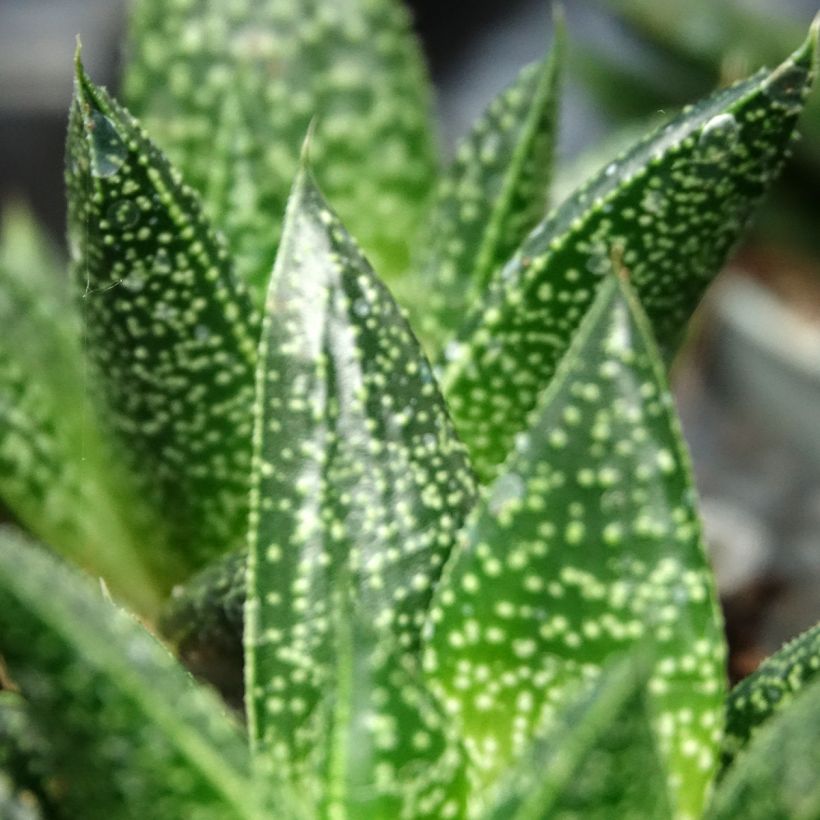 Gasteria  'D. Due' (Foliage)