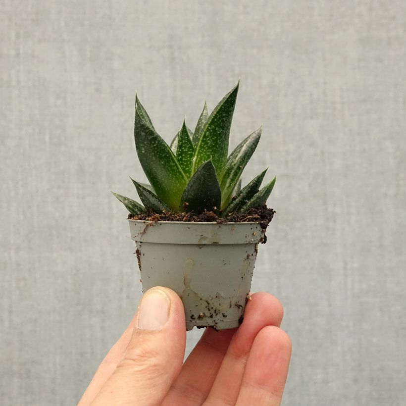 Gasteria  'D. Due' mini plant sample as delivered in spring