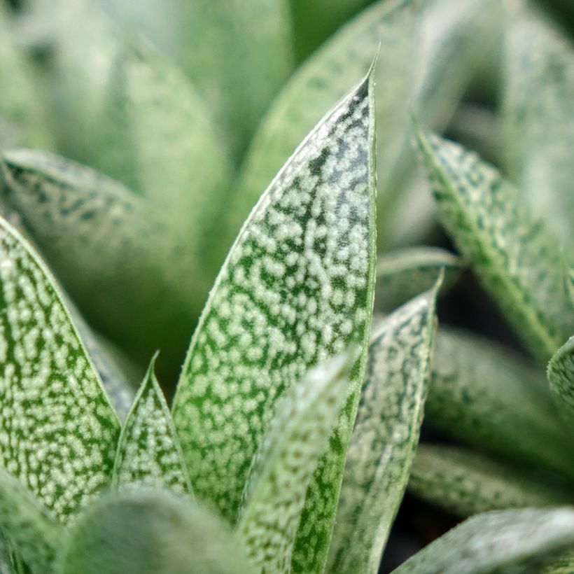 Gasteria D. Nella (Foliage)