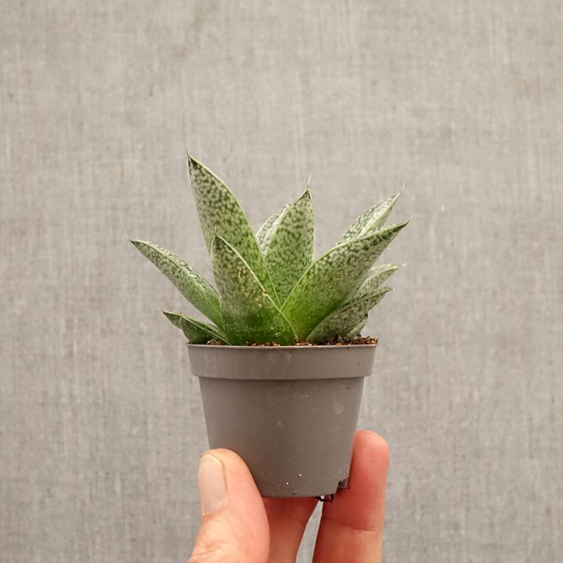 Gasteria 'D. Nella' - Ox tongue mini plant sample as delivered in spring