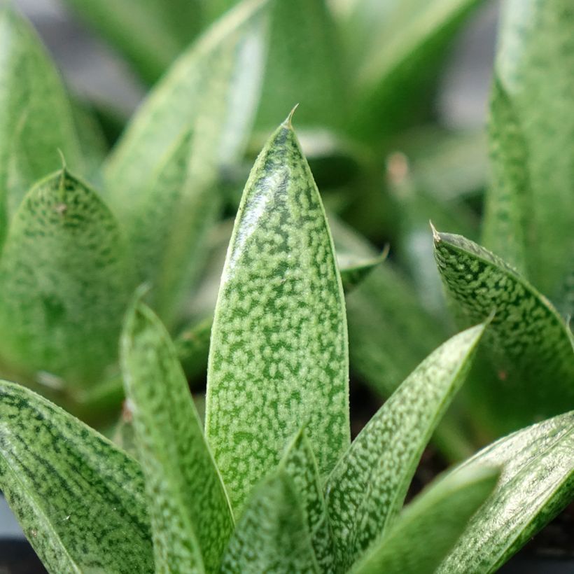 Gasteria  'D. Tiga' (Foliage)