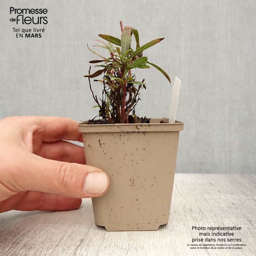 Gaura lindheimeri Crimson Butterfly 8/9 cm pot sample as delivered in spring