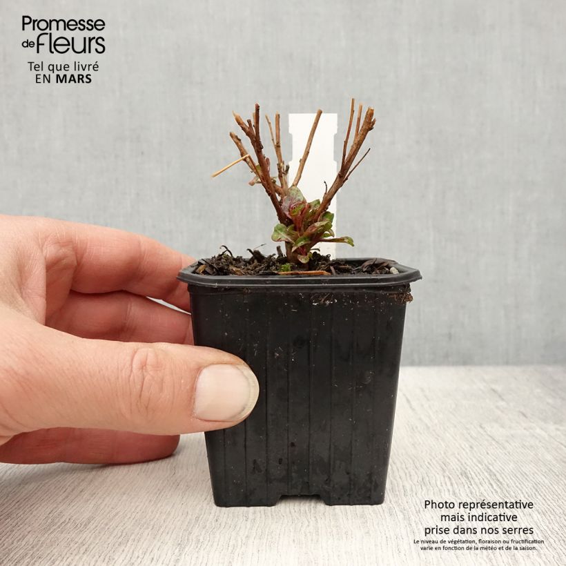 Gaura lindheimeri Baby Butterfly Dark Pink - Lindheimer's Beeblossom 8/9 cm pot sample as delivered in spring